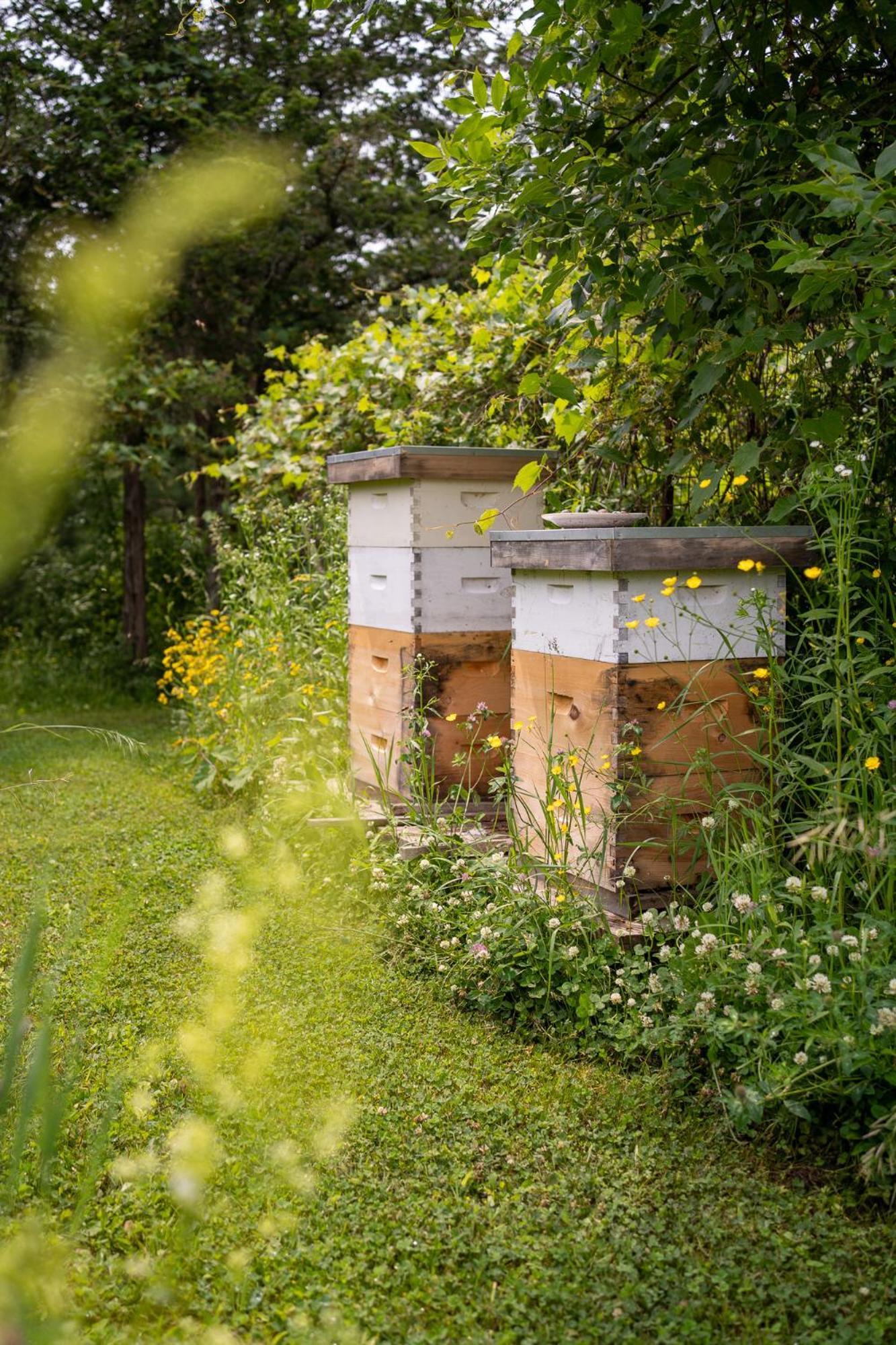 Owl'S Nest Suites Carrying Place Exteriör bild